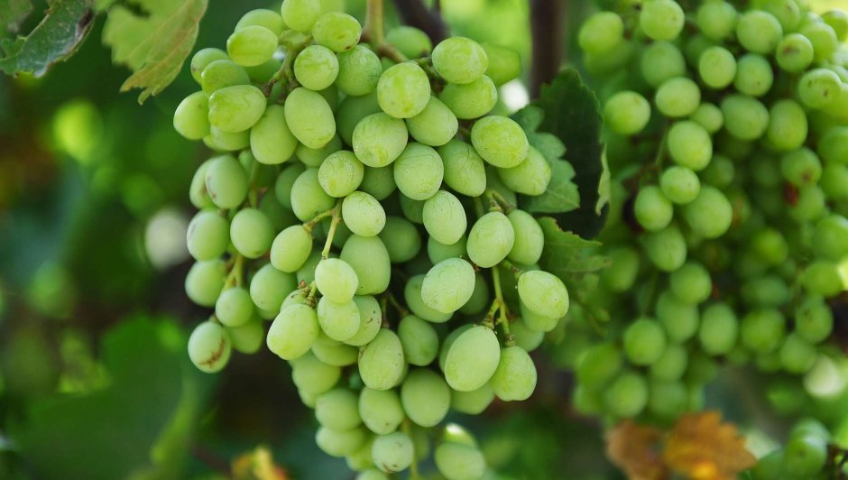 Таджикский виноград сорта