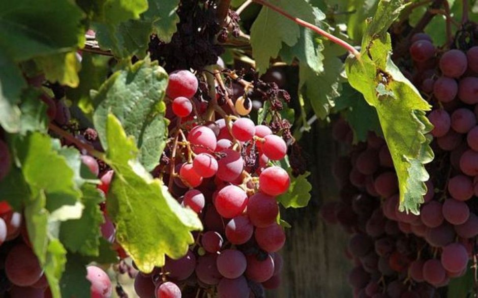 Виноград сад Таджикистан
