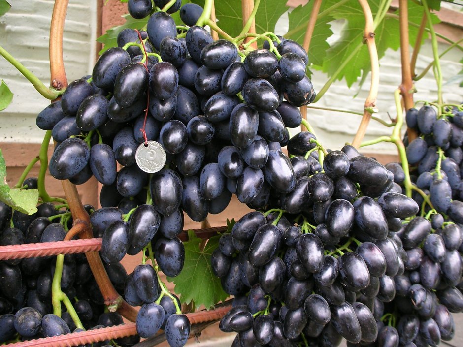 Узбекские сорта винограда крупноплодные