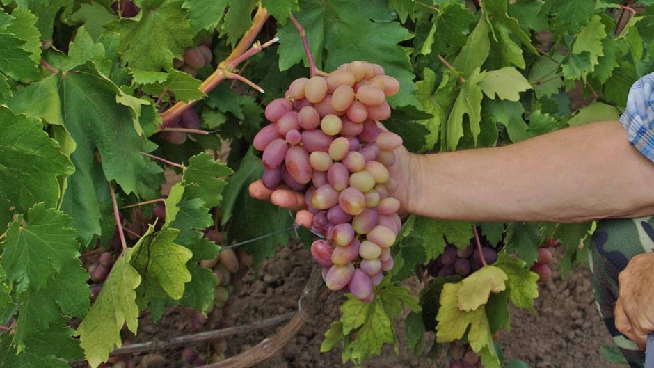 Самые крупноплодные сорта винограда