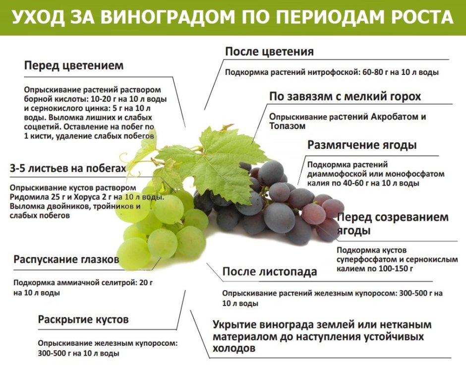 Подкормка винограда весной схема