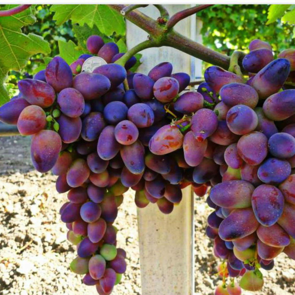 Виноград плодовый Байконур, ранний крупный