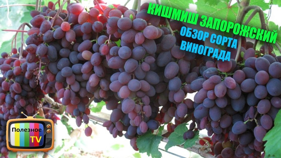 Виноград кишмиш Запорожский