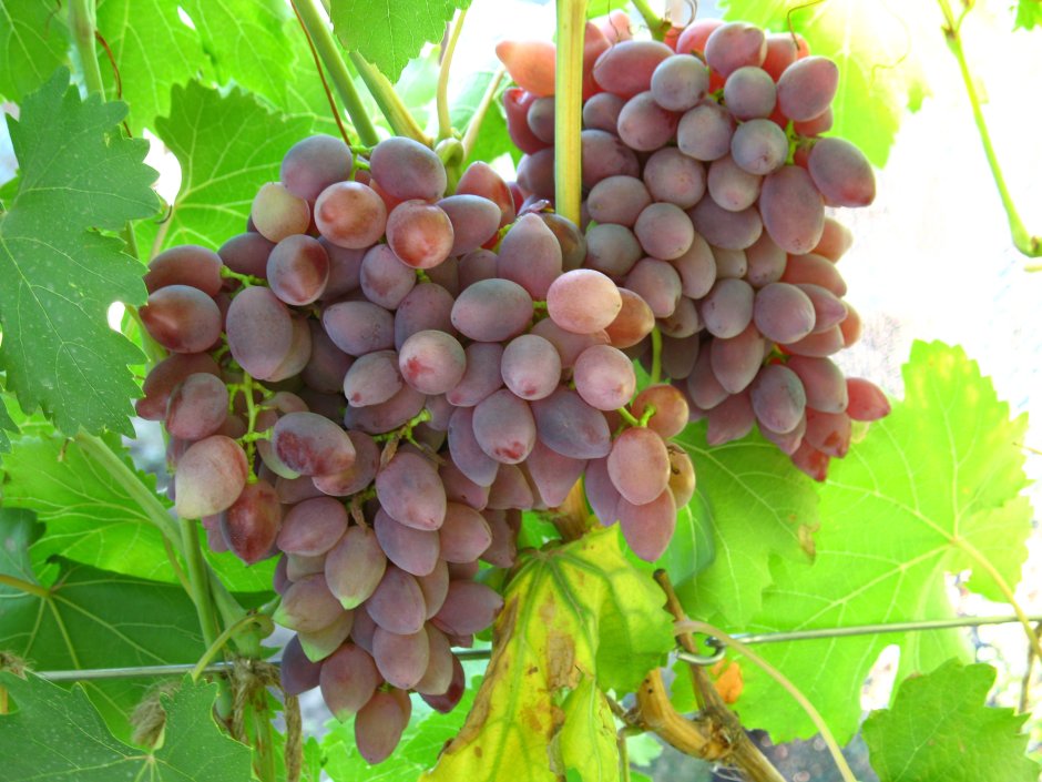 Виноград Титан