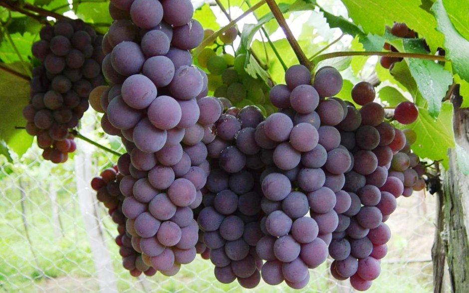 Сорт винограда зарево