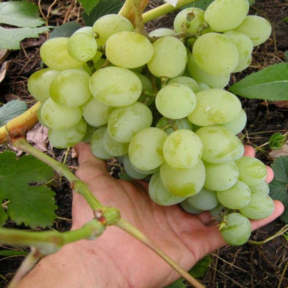Сорт винограда талисман