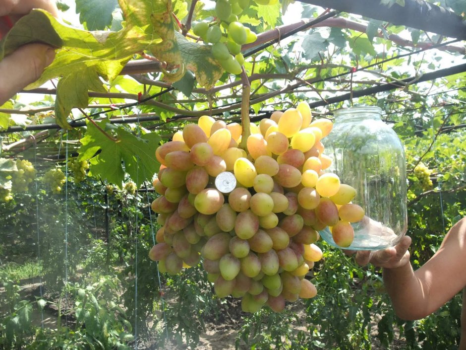 Растет крупный виноград