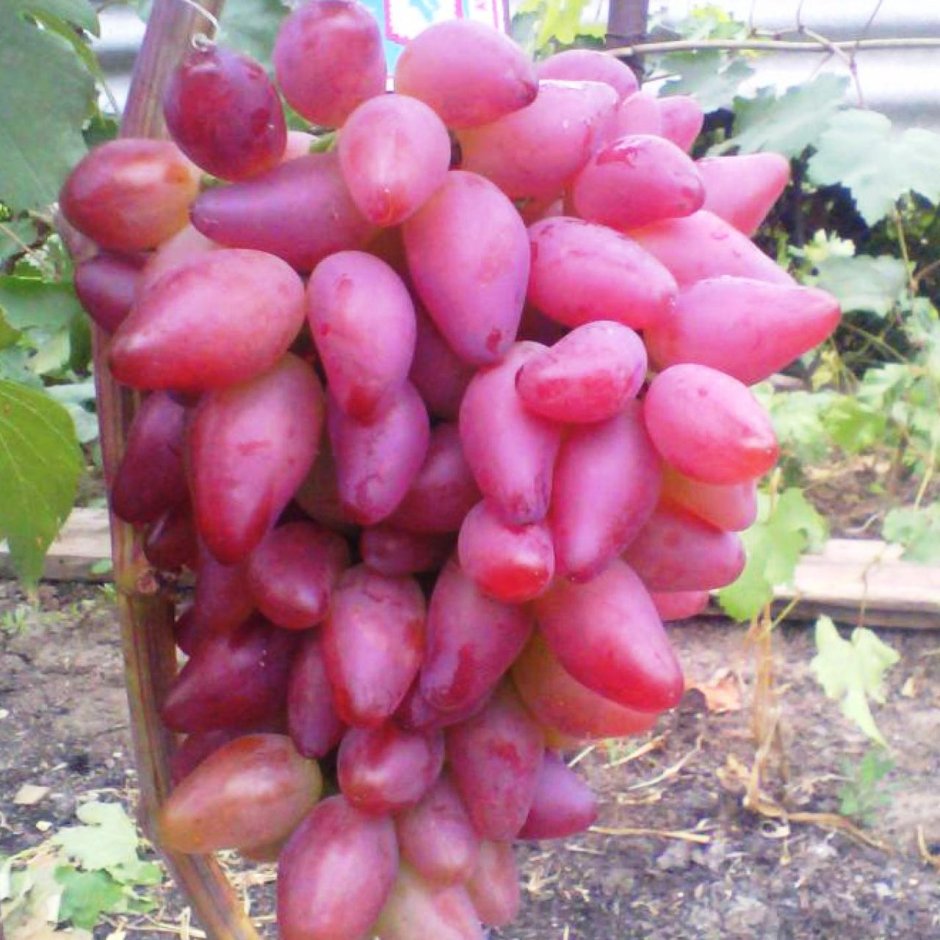Сорт винограда Дубовский розовый