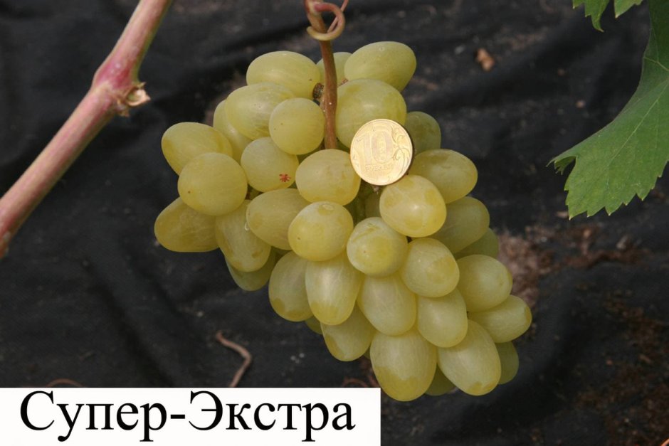 Виноград плодовый супер-Экстра (c3)