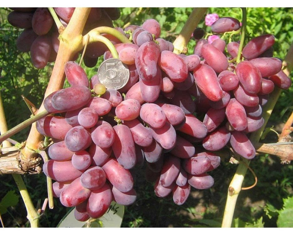 Сорт винограда Ризауш