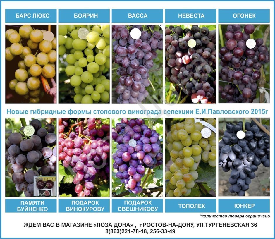 Виноград разновидность сортов