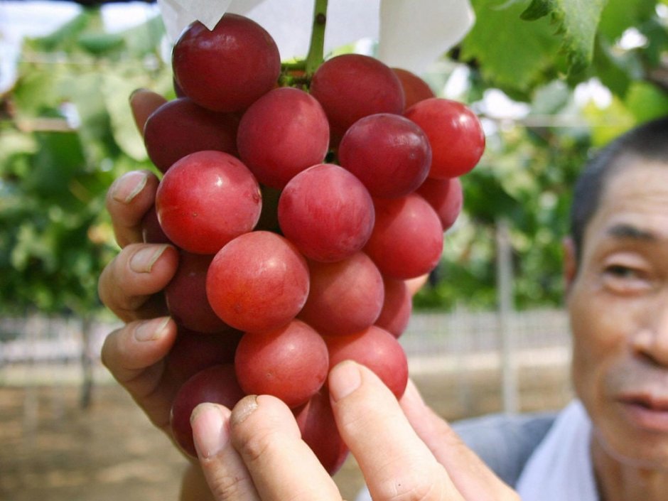 Японский рубиновый Римский виноград