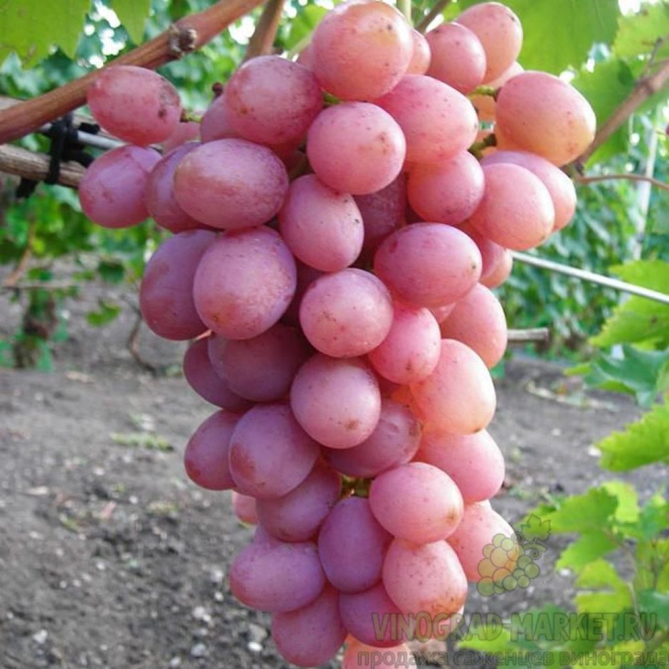 Сорт винограда дюжина