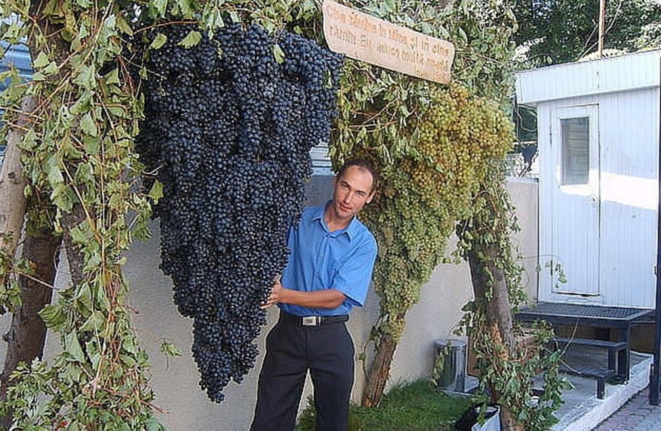 Гигантский виноград