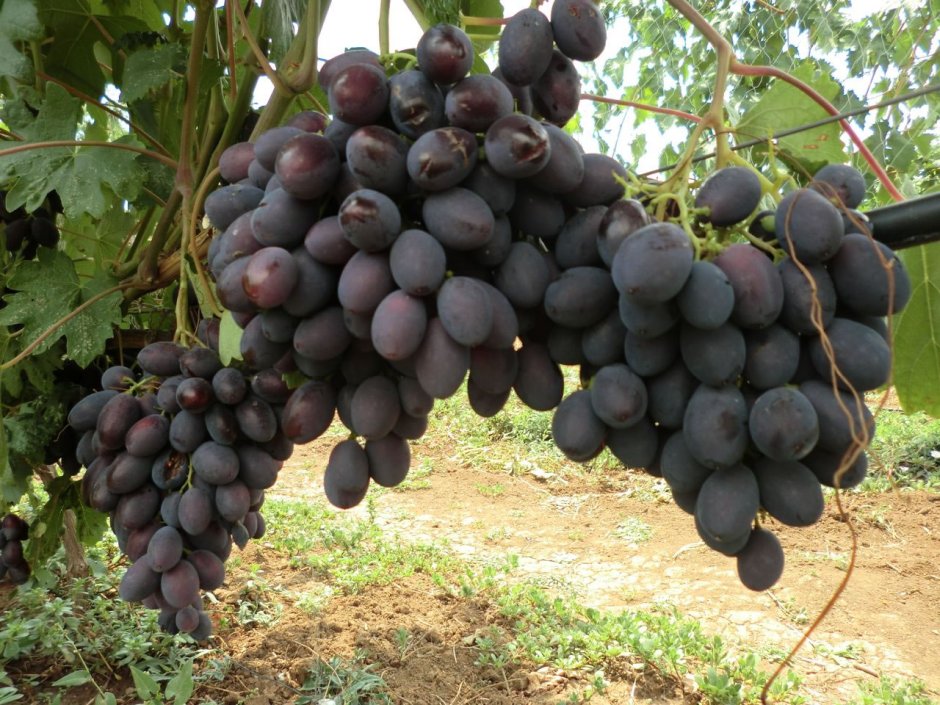 Каталония сорт винограда