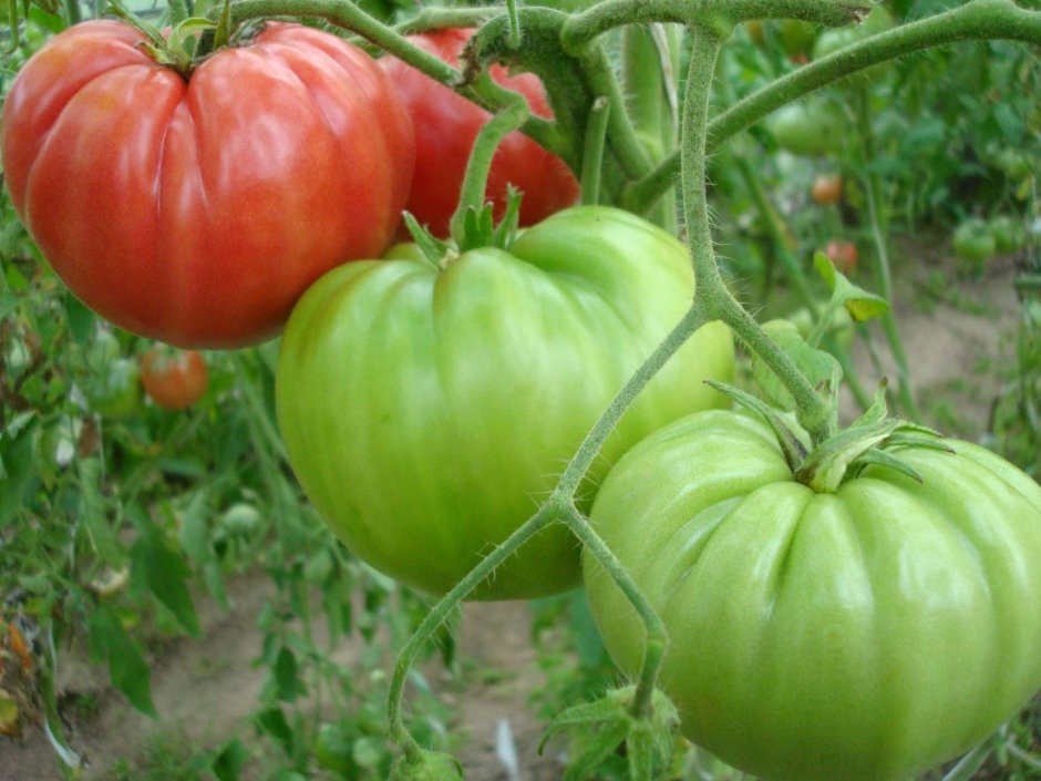 Помидоры Сызранская Лиана сорт томат помидоры