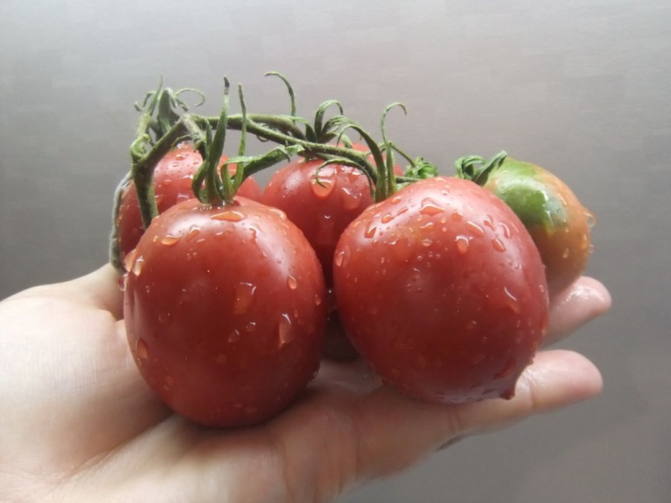 Сызранская скороспелка помидоры