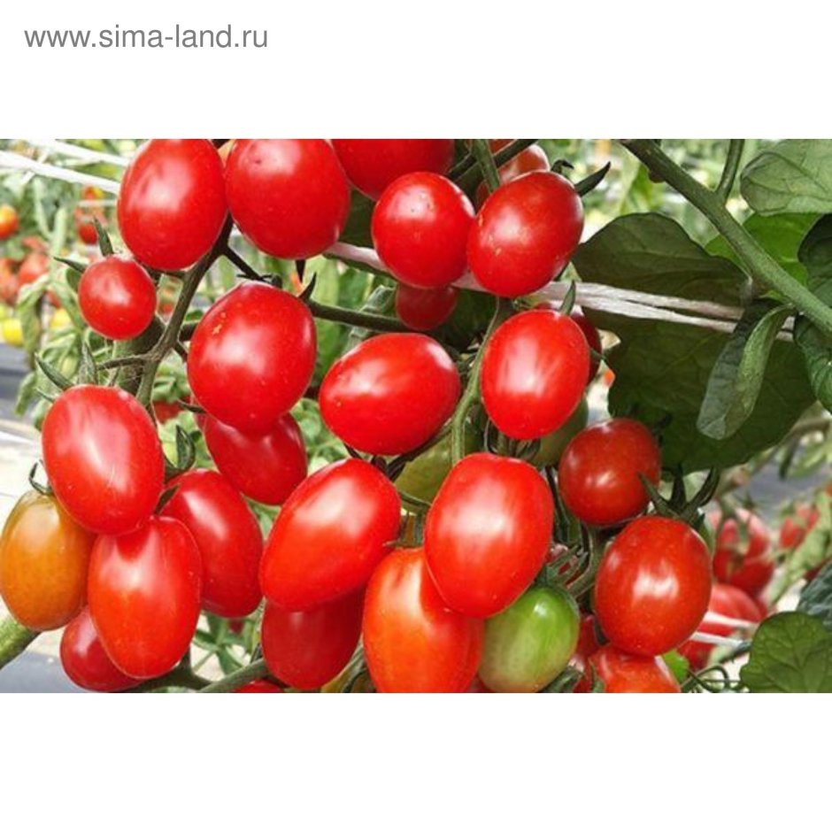 Агрохолдинг Московский томаты кистевые