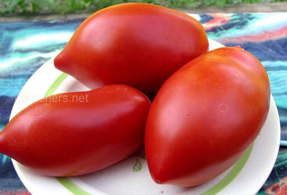 Кавагучи f1 томат