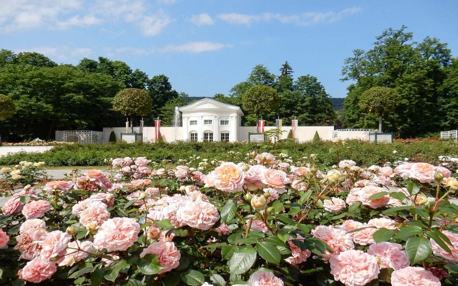 Розовый сад Баден Баден
