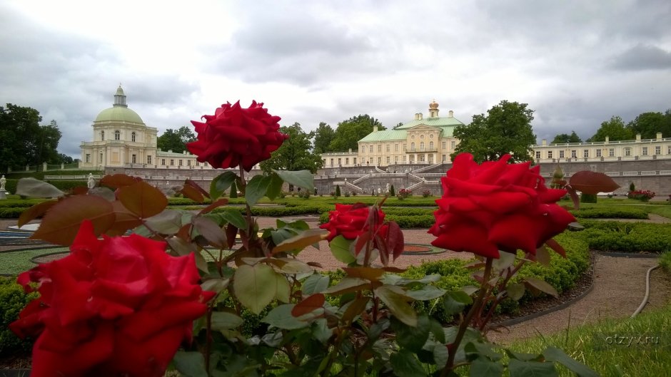Парк Ломоносов Ораниенбаум тюльпаны