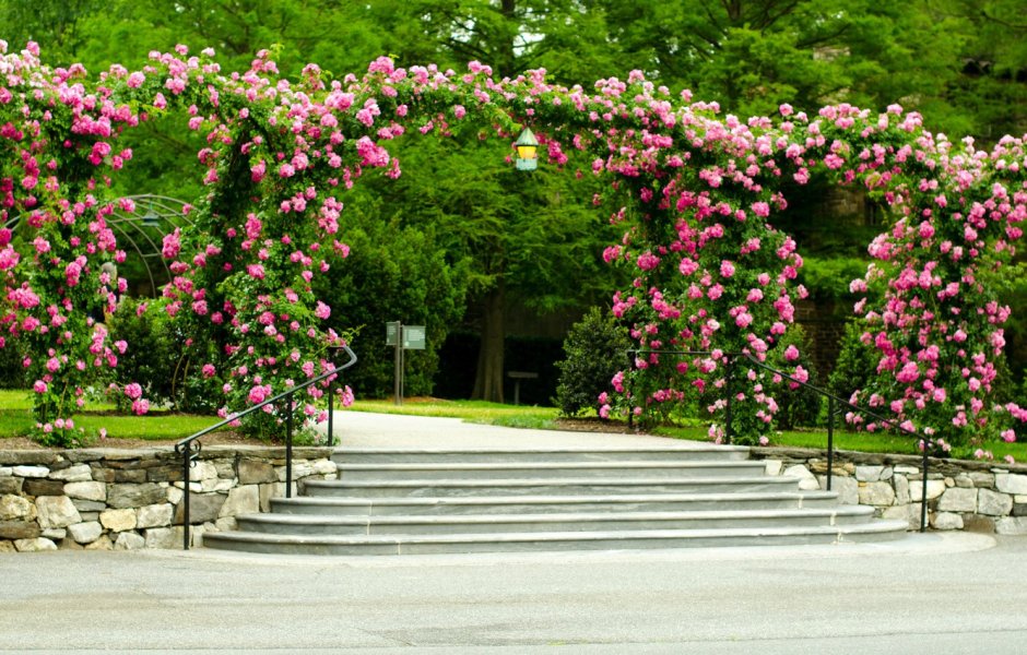 Розы кустовые Ричмонд парк