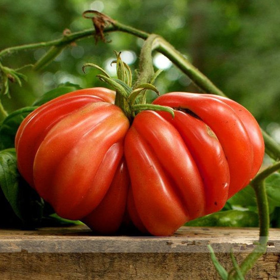 Запотек ребристый томат
