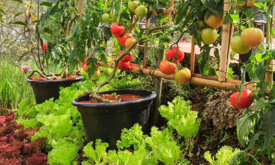 Сад огород томаты
