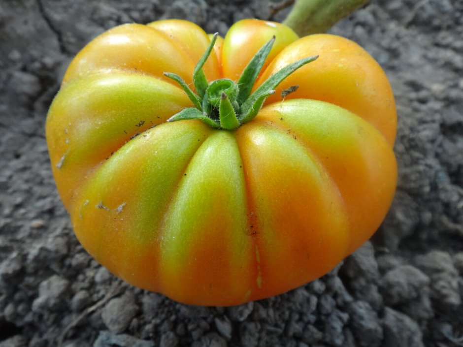 Сорт томата Лотарингская красавица
