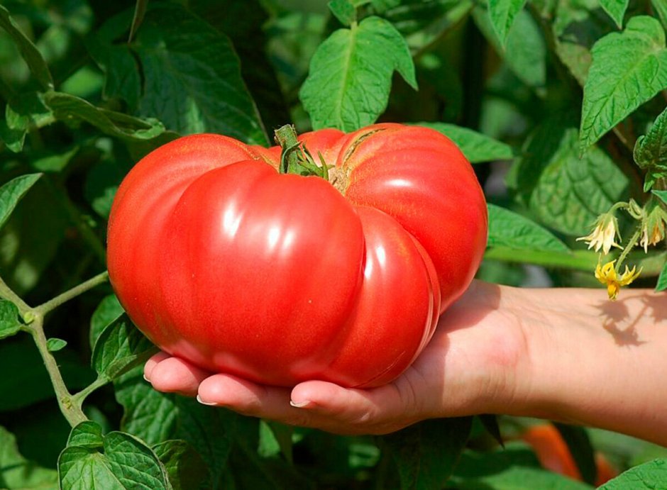 Добрый сосед томат