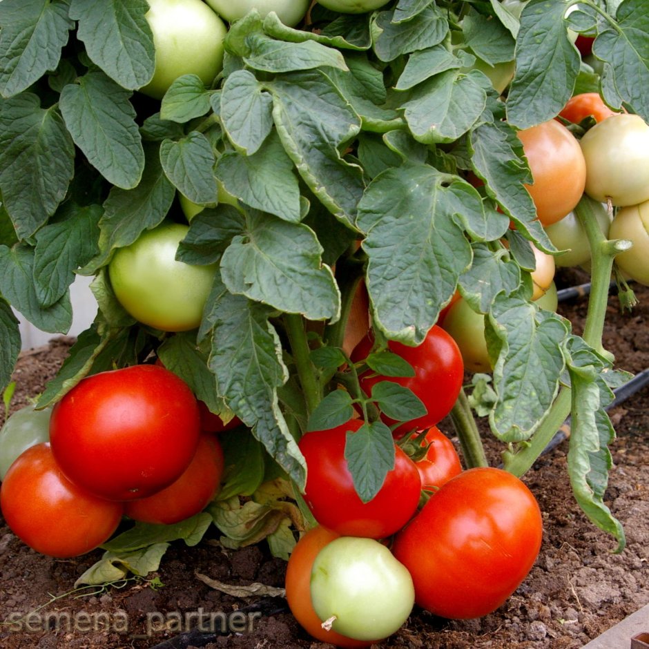 Пасынкование низкорослых томатов