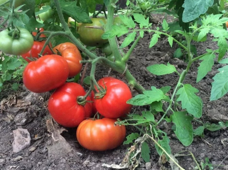 Сорта томатов утенок