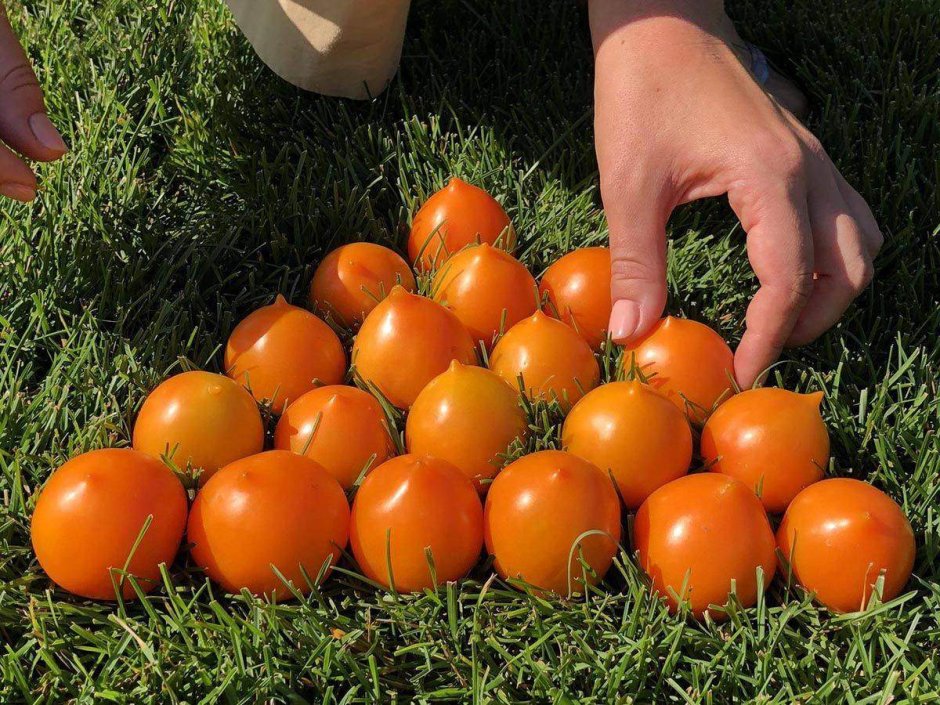 Семена томат боец (Буян)