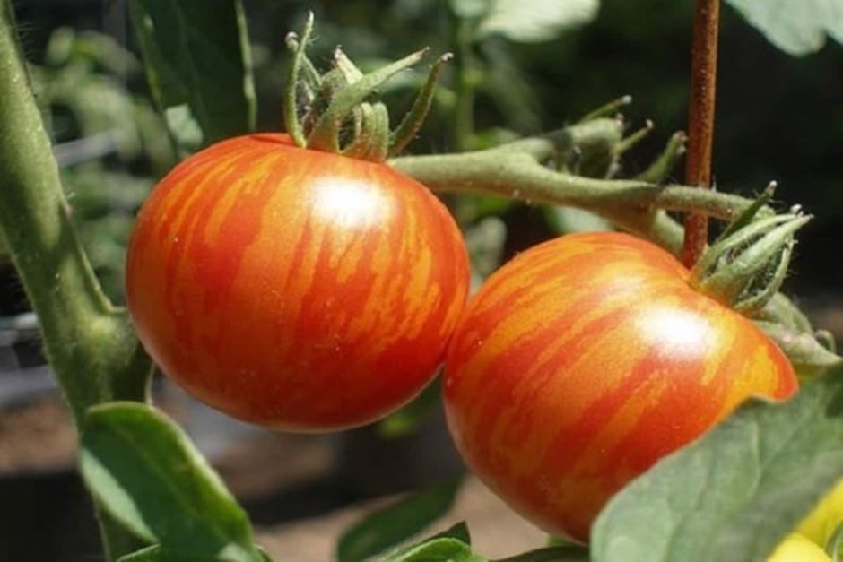 Семена томат рябчик