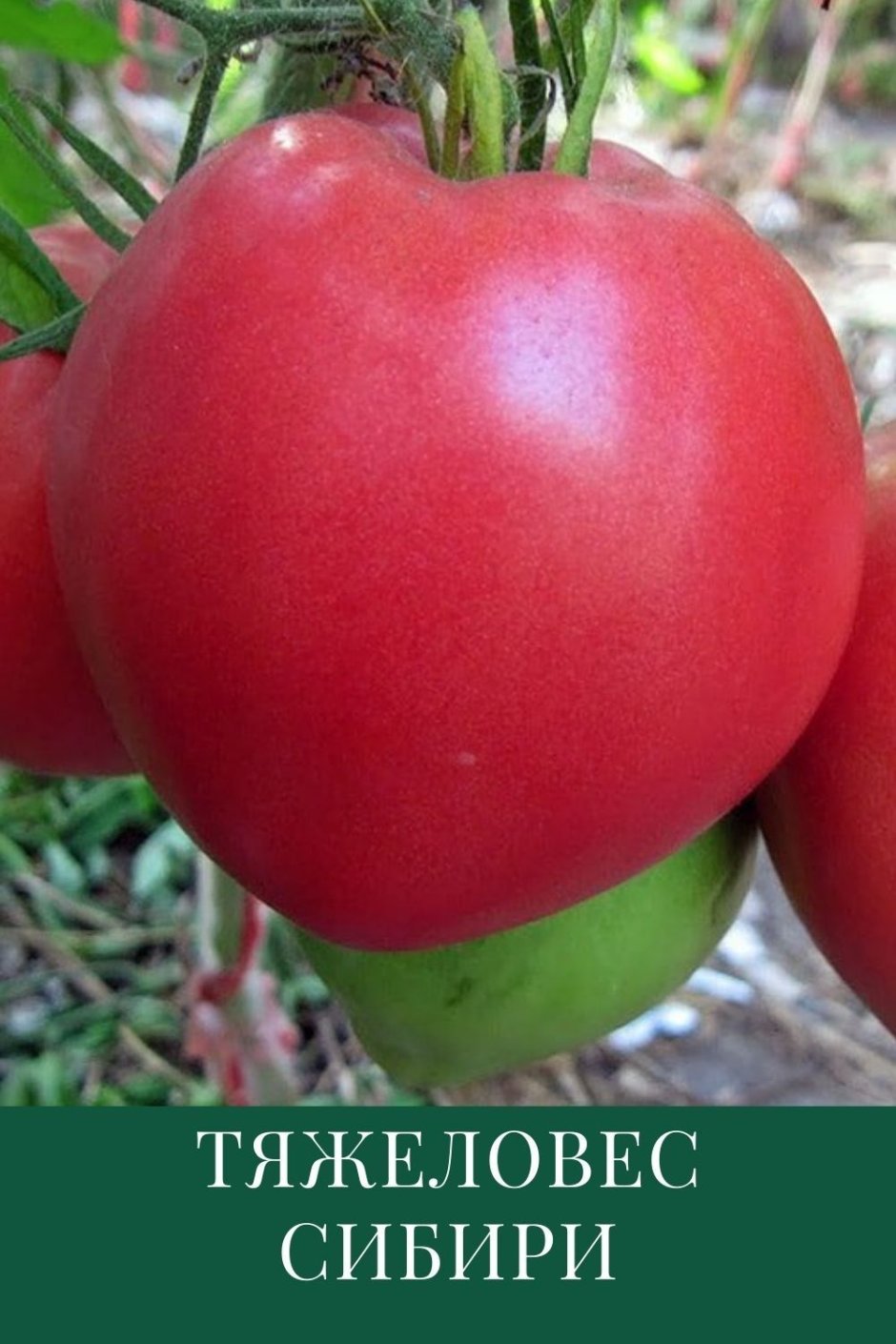 Асвон томат характеристика