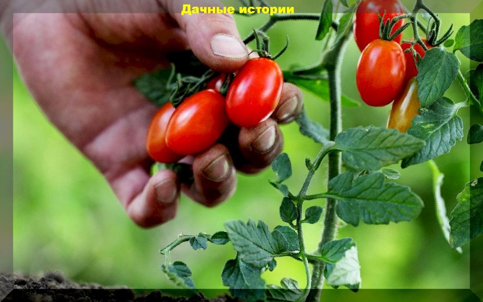 Сибирский тяжеловес помидоры
