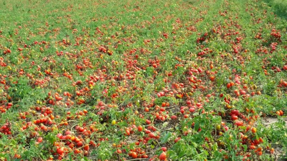 Семена томат Монгол карлик