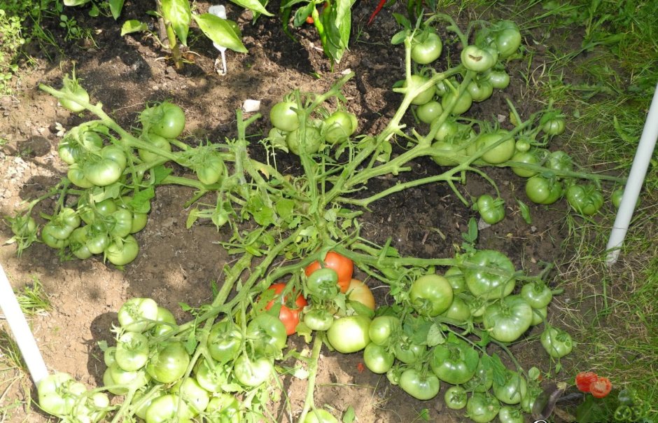 Русский огород семена томат монгольский карлик 20шт