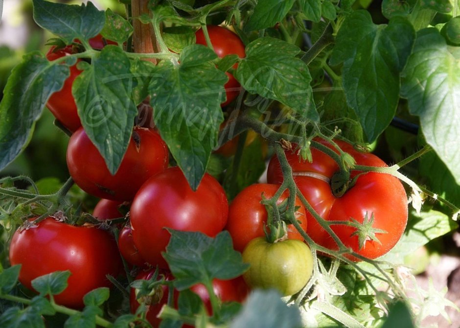 Сорта томатов фирмы партнер