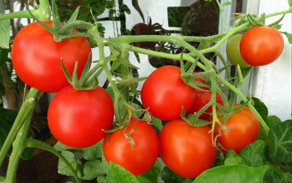Семена томат f1 Владимир Гавриш