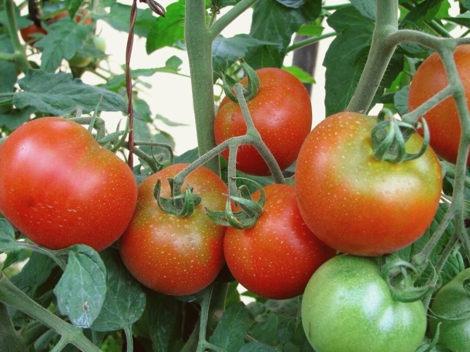 Низкорослые томаты раннего созревания