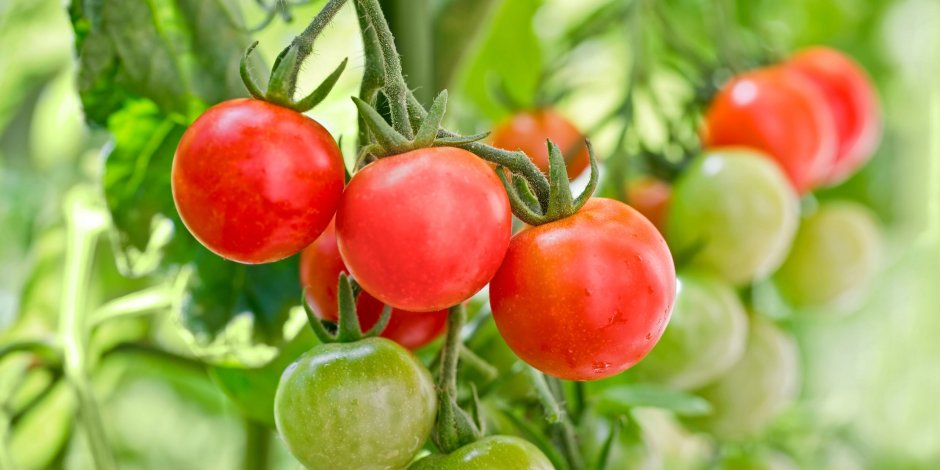 Зрелость томатов