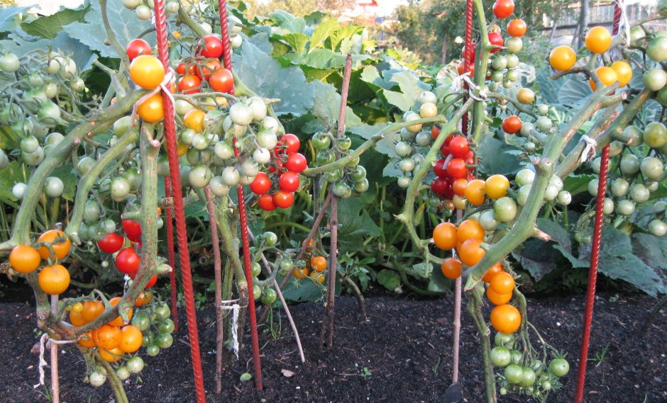 Красивые томаты на кустах