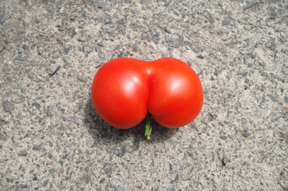 Смешной томат