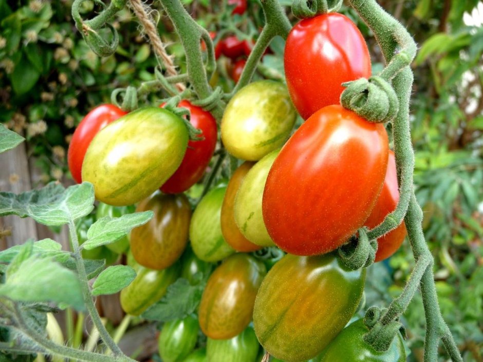 Плантация томатов