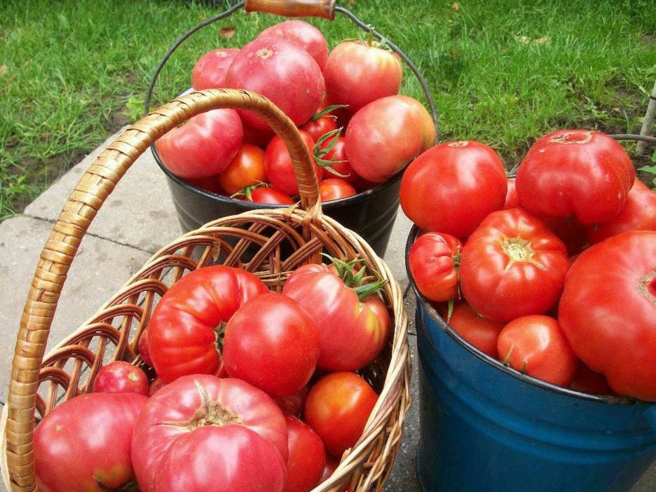 Дачные помидоры