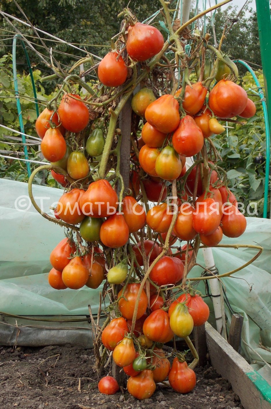 Сорт помидор подсиневский ранний