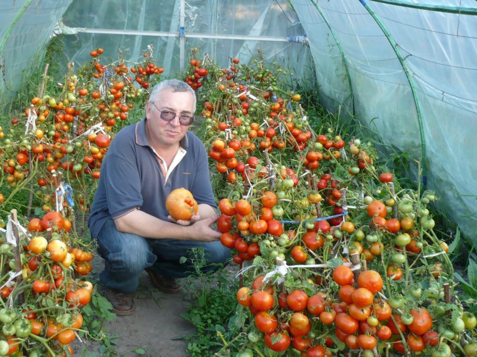Низкорослые томаты для теплицы из поликарбоната