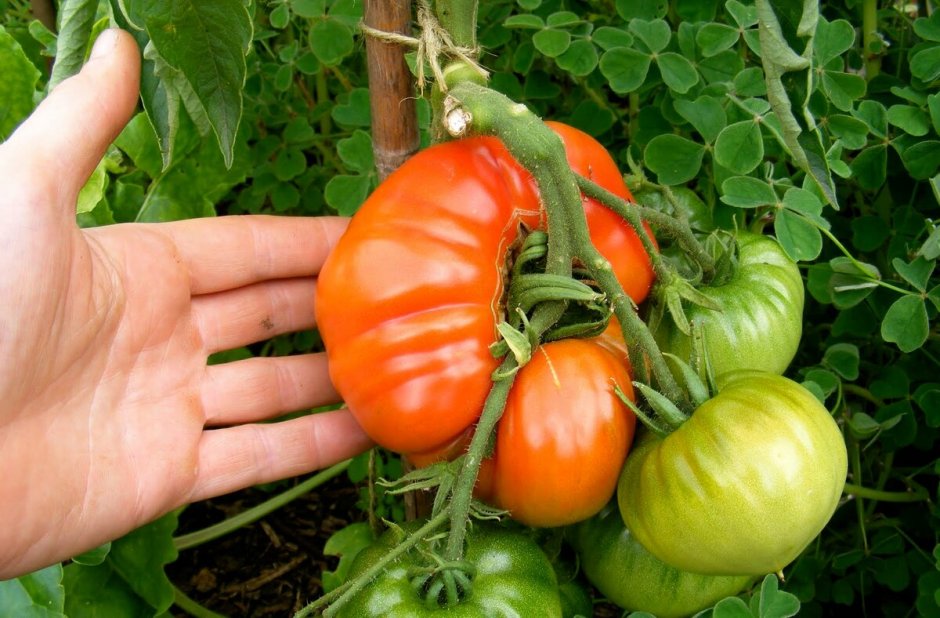 Фасциация томатов