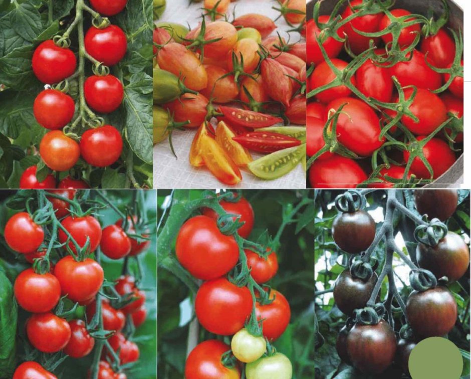 Многокистевой сорт томатов